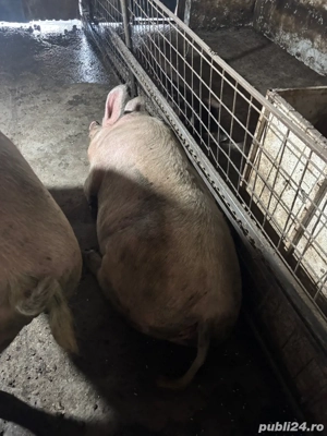 porci grasi de vanzare 280kg