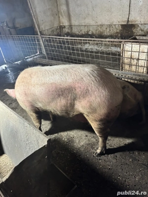 porci grasi de vanzare 280kg - imagine 2