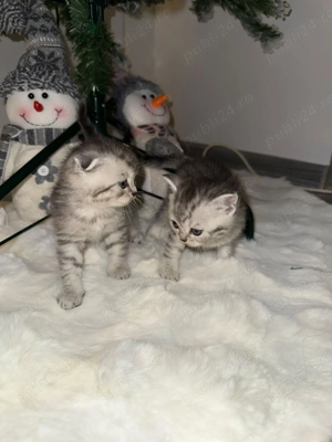 Puiuț british tabby  - imagine 2