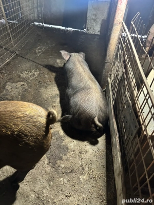 porci duroc de vanzare pentru sacrificat - imagine 3