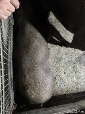porci duroc de vanzare pentru sacrificat - imagine 2