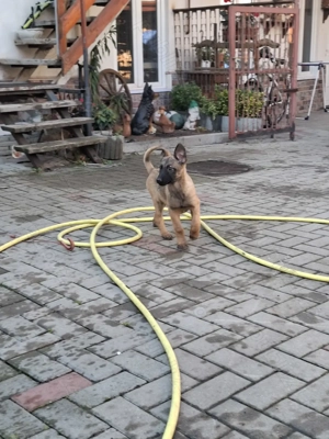 Căței de ciobănesc belgian de malinois 