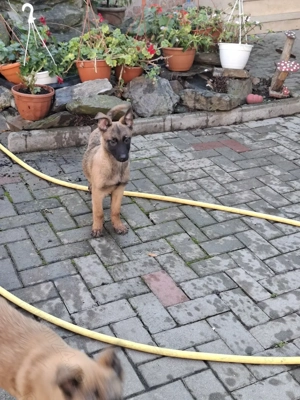 Căței de ciobănesc belgian de malinois  - imagine 3