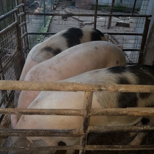 Porc de vanzare - imagine 2