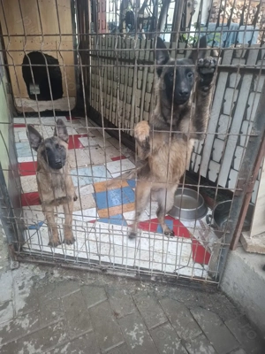 Căței de ciobănesc belgian de malinois  - imagine 2
