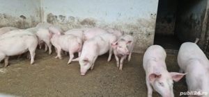 Vând grasuni - imagine 2