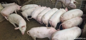 Vând grasuni - imagine 3