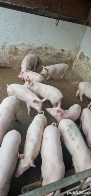 Vând grasuni - imagine 5