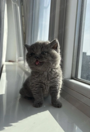 Pui scottish strike  - imagine 2