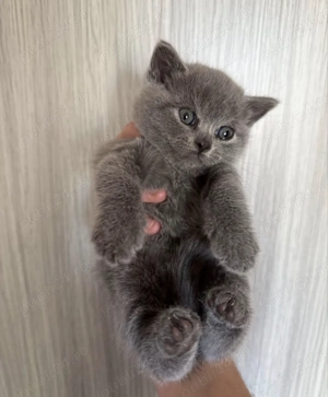 Pui scottish strike  - imagine 4