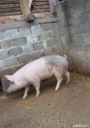 vand porci  - imagine 2