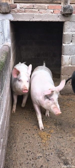 vand porci  - imagine 3