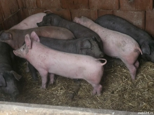 vând 8 soldani rasa de calitate Duroc 25 kg - imagine 3