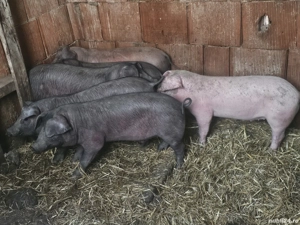vând 8 soldani rasa de calitate Duroc 25 kg - imagine 5