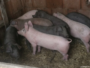 vând 8 soldani rasa de calitate Duroc 25 kg - imagine 4