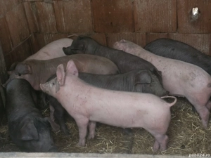 vând 8 soldani rasa de calitate Duroc 25 kg - imagine 2