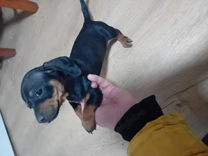 Vand cățelușe 2 luni jumate  - imagine 5