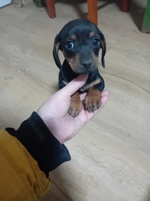 Vand cățelușe 2 luni jumate  - imagine 4