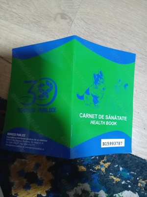 Vand cățelușe 2 luni jumate  - imagine 3