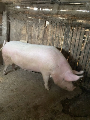 Porc de vânzare Gostinu - Giurgiu - imagine 2
