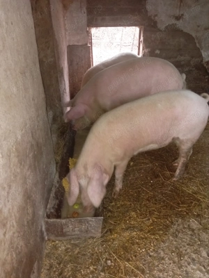 Purcei de vanzare - imagine 4