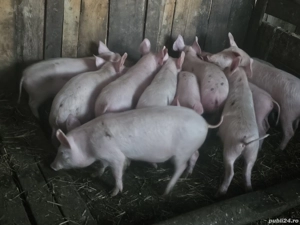 vând 12 soldani rasa de calitate de carne 