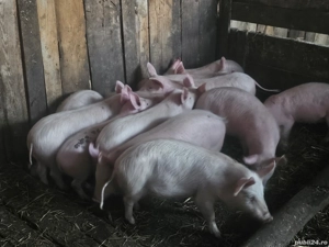 vând 12 soldani rasa de calitate de carne  - imagine 3