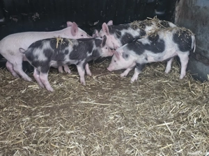 vând 5 purcei de 10 săptămâni rasa de carne 2 mascul 2 femele  - imagine 2