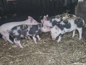 vând 5 purcei de 10 săptămâni rasa de carne 2 mascul 2 femele 