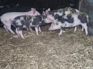 vând 5 purcei de 10 săptămâni rasa de carne 2 mascul 2 femele  - imagine 3