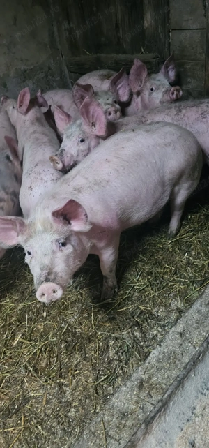 Porci 90-100 kg Preț 15 Lei și Purcei 3Luni 800 Lei Com Lița Teleorman - imagine 5