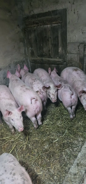 Purcei Rasa Marele Alb x Pietrain 35-40kg Lița Teleorman 800Lei și 750Lei buc o733345270 - imagine 3