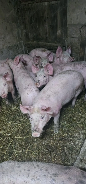 Purcei Rasa Marele Alb x Pietrain 35-40kg Lița Teleorman 800Lei și 750Lei buc o733345270 - imagine 5