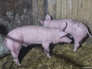 vând 2 soldani rasa de calitate de carne 2 mascul de 40 kg - imagine 2