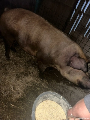 vand porc duroc  - imagine 2