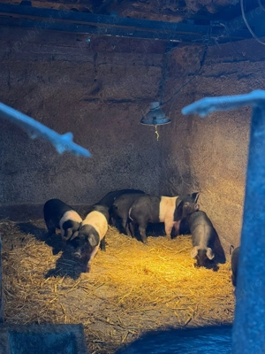 Purcei disponibili de vânzare  - imagine 2