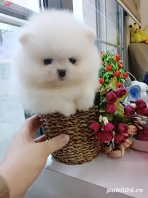 Pomeranian model ursulet, mini toy. Pasaport si Microcip - imagine 3