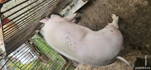 De vanzare porc aproximativ 160kg - imagine 2
