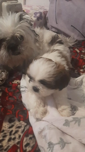 Cateluse shih tzu