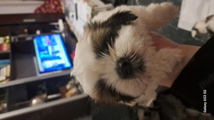 Cateluse shih tzu - imagine 2