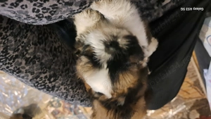 Cateluse shih tzu - imagine 4