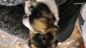 Cateluse shih tzu - imagine 3