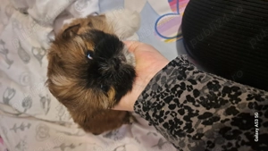 Cateluse shih tzu - imagine 5