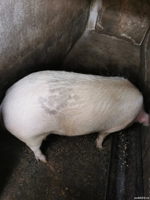 Porci de vânzare crescuți bio în gospodărie între 100-230 kg  - imagine 2