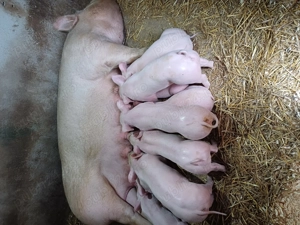 Disponibili 8saptamani  - imagine 4