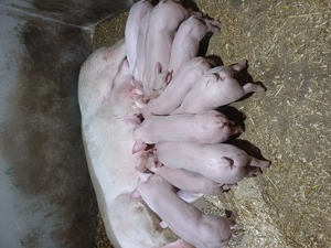 Disponibili 8saptamani  - imagine 5