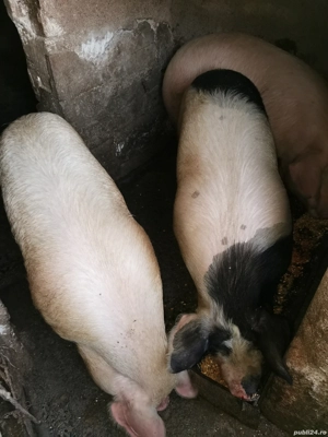 Porci de vânzare crescuți bio în gospodărie între 100-230 kg  - imagine 4