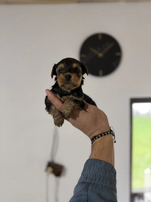 Yorkshire terrier mini toy - imagine 3