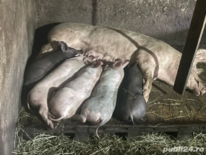 Purcei carne vanzare  - imagine 2