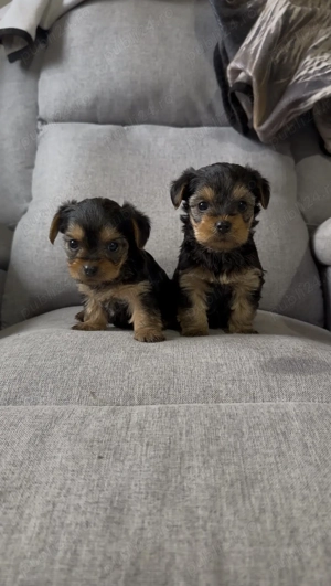 Yorkshire terrier mini toy